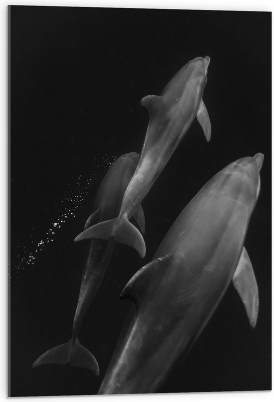 Acrylglas - Zwemmende Dolfijnen van Boven in Zwart-Wit - 50x75 cm Foto op Acrylglas (Met Ophangsysteem)