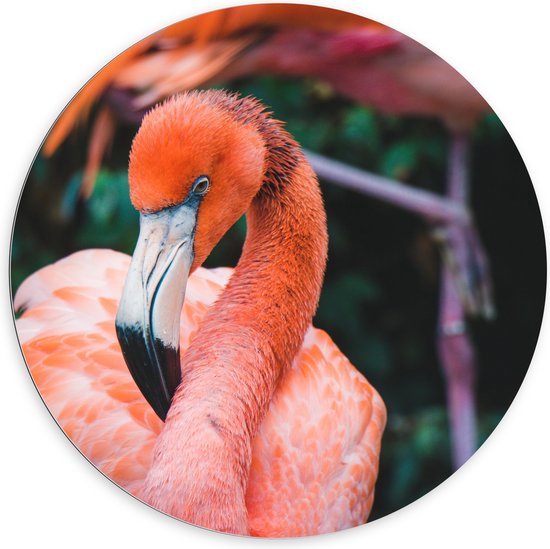 Dibond Muurcirkel - Roze Flamingo van Dichtbij - 100x100 cm Foto op Aluminium Muurcirkel (met ophangsysteem)