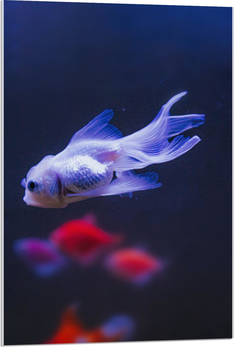 Acrylglas - Mooie Witte Vis in het Aquarium - 60x90 cm Foto op Acrylglas (Met Ophangsysteem)