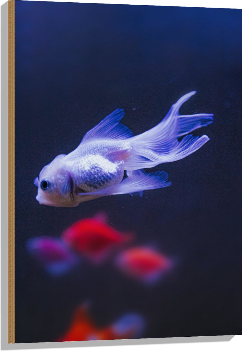 Hout - Mooie Witte Vis in het Aquarium - 60x90 cm - 9 mm dik - Foto op Hout (Met Ophangsysteem)