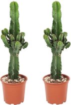 Plant in a Box - Euphorbia Eritrea - Set van 2 Cowboy Cactus - kamerplant - Pot 17cm - Hoogte 50-60cm