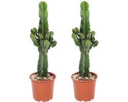 Plant in a Box - Euphorbia Eritrea - Set van 2 Cowboy Cactus - kamerplant - Pot 17cm - Hoogte 50-60cm