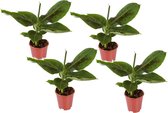 Plant in a Box - Set van 4 Musa Oriental Dwarf - Tropische bananenplanten - Kamerplanten - Pot 12 - Hoogte 25-40