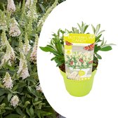 Plant in a Box - Buddleja Candy Little White - Buddleja davidii - Vlinderstruik Winterhard - Witte Bloemen - Pot 19cm - Hoogte 30-40cm