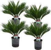 Plant in a Box - Set van 4 Cycas Revoluta - Varenpalm - Pot 15cm - Hoogte 45-60cm