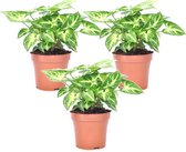 Plant in a Box - Syngonium 'Pixie' - Set van 3 - Pijlpuntplant - Snelgroeiende kamerplant met heldere bladkleuren - Pot 12cm - Hoogte 25-40cm