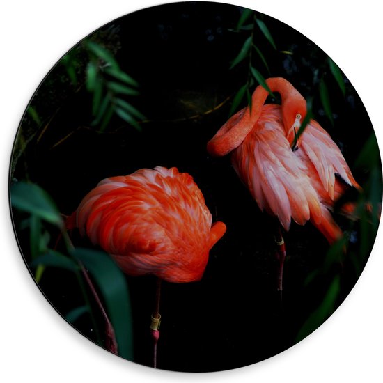 WallClassics - Dibond Muurcirkel - Felroze Flamingo's tussen Donkergroene Bladeren - 50x50 cm Foto op Aluminium Muurcirkel (met ophangsysteem)