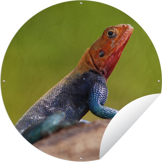 Affiche jardin autour de Lézard - Gros plan d'un lézard rougeâtre mâle Affiche jardin - Affiche jardin ronde 90x90 cm - Toile jardin/Toile d'extérieur/ Peintures pour l'extérieur (décoration de jardin)