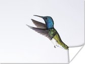 Affiche Vogel - Colibri - Blauw - Vert - 120x90 cm