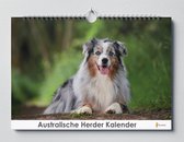 Australische Herder Kalender - Verjaardagskalender - 35x24cm - Huurdies