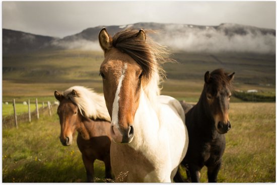 WallClassics - Poster (Mat) - Drie Paarden in de Weide - 90x60 cm Foto op Posterpapier met een Matte look