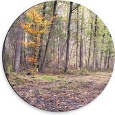 Dibond Muurcirkel - Kaal Bos in de Herfst in Nederland - 30x30 cm Foto op Aluminium Muurcirkel (met ophangsysteem)