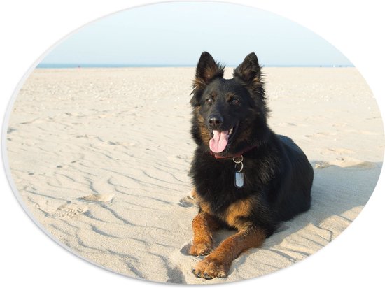 WallClassics - PVC Schuimplaat Ovaal - Poserende Hond op Kalm Strand - 28x21 cm Foto op Ovaal (Met Ophangsysteem)