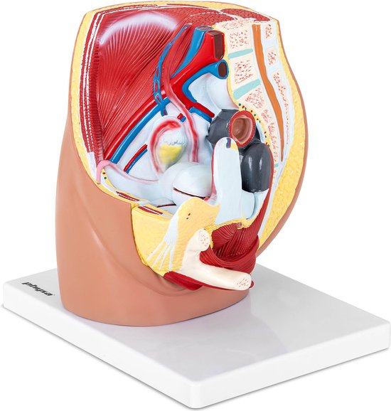 Medisch Diagram Van Menselijke Lichaamsdelen Met Vrouwelijke Model Vector Poster Op Een Roze Achtergrond 83167990 Medisch Diagram Van Menselijke Lichaamsdelen Met Vrouwelijke Model Vector Poster Op Een Roze Achtergrond 83167990