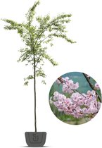 Japanse sierkers | Prunus subhirtella Autumnalis Rosea | Stamomtrek: 8-10 cm
