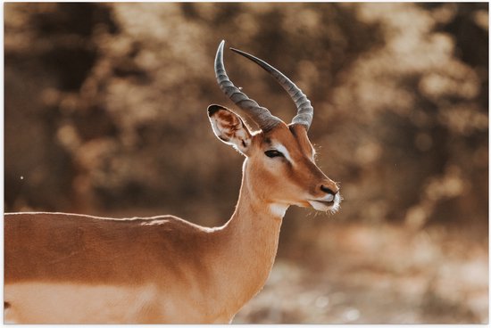 Poster Glanzend – Opzijkijkende Antilope in Oranjekleurige Omgeving - 75x50 cm Foto op Posterpapier met Glanzende Afwerking