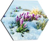 Dibond Hexagon - Roze Bloemen Groeiend door Laag Sneeuw - 30x26.1 cm Foto op Hexagon (Met Ophangsysteem)