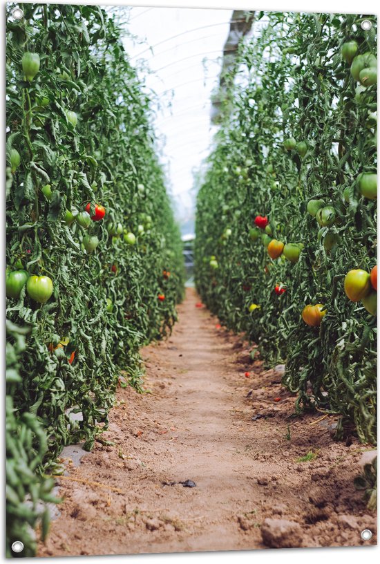 Tuinposter – Zand Pad Langs Tomaten Kwekerij - 70x105 cm Foto op Tuinposter (wanddecoratie voor buiten en binnen)