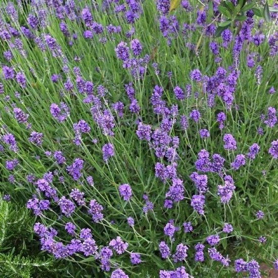 Lavendelplant 72 Lavendel planten angustifolia - Lavendelplanten winterhard - echte lavendel - tuinplanten - lavendelstruik - lavendelplant - geurende lavendel - 72 x 7 cm - 15 cm
