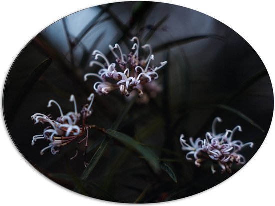 Dibond Ovaal - Drie Bloemen - Grevillea Endlicheriana - 96x72 cm Foto op Ovaal (Met Ophangsysteem)