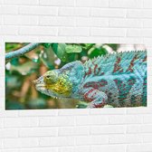 WallClassics - Muursticker - Panterkameleon in de Natuur - 100x50 cm Foto op Muursticker