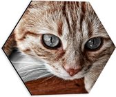 WallClassics - Dibond Hexagon - Nieuwschierige Kat - 30x26.1 cm Foto op Hexagon (Met Ophangsysteem)