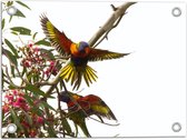 Tuinposter – Tropische Vogels op Roze Bloementak - 40x30 cm Foto op Tuinposter (wanddecoratie voor buiten en binnen)