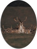 WallClassics - Dibond Ovaal - Herten met grote Geweien - 60x80 cm Foto op Ovaal (Met Ophangsysteem)