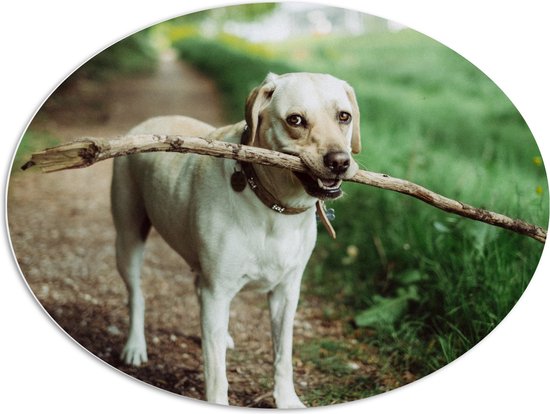 WallClassics - PVC Schuimplaat Ovaal - Hond met Grote Stok in Mond op een Pad naast een Grasveld - 96x72 cm Foto op Ovaal (Met Ophangsysteem)