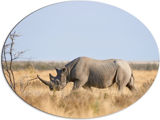 Dibond Ovaal - Neushoorn in het National park Etosha - 80x60 cm Foto op Ovaal (Met Ophangsysteem)