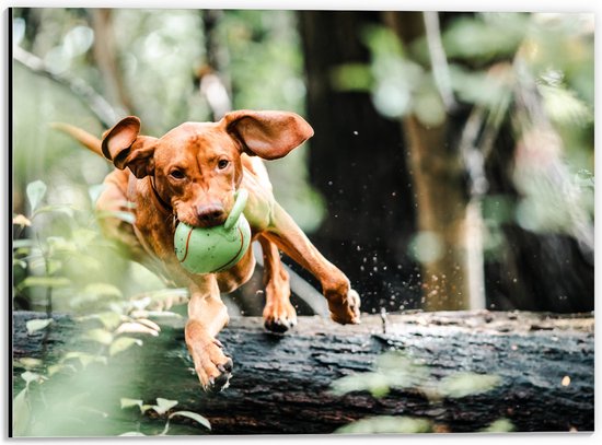 Dibond - Spelende Hond met Bal bij Boomstam in Bos - 40x30 cm Foto op Aluminium (Met Ophangsysteem)