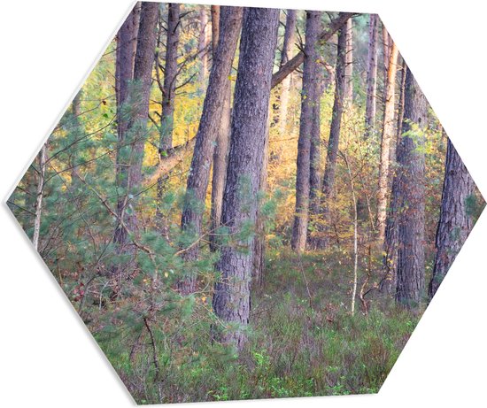 PVC Schuimplaat Hexagon - Bomen in een Bos in Nederland - 70x60.9 cm Foto op Hexagon (Met Ophangsysteem)