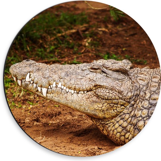 Dibond Muurcirkel - Tevreden Alligator tussen Aarde - 30x30 cm Foto op Aluminium Muurcirkel (met ophangsysteem)