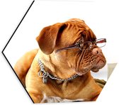 WallClassics - Dibond Hexagon - Opzijkijkende Bruine Hond met Ketting en Leesbril - 30x26.1 cm Foto op Hexagon (Met Ophangsysteem)