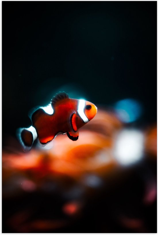 WallClassics - Poster (Mat) - Nemo Vis - 70x105 cm Foto op Posterpapier met een Matte look