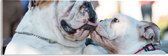 WallClassics - Acrylglas - Likkende Bulldog Honden - 60x20 cm Foto op Acrylglas (Met Ophangsysteem)