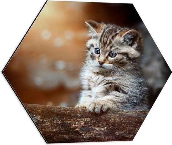 Dibond Hexagon - Gestreepte Kitten achter een Boomstam - 50x43.5 cm Foto op Hexagon (Met Ophangsysteem)