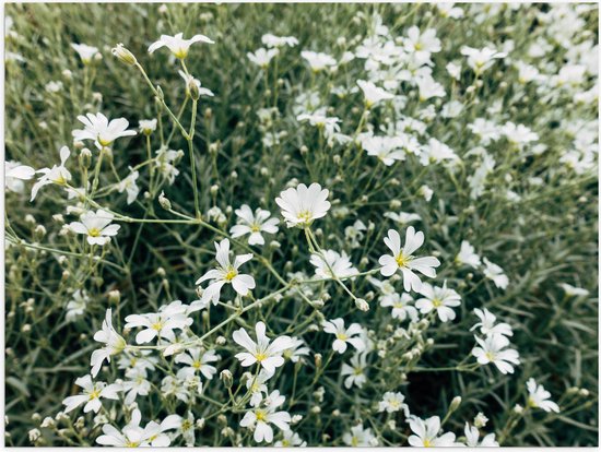 Poster Glanzend – Bloemenveld Vol Kleine Gele Bloemen - 80x60 cm Foto op Posterpapier met Glanzende Afwerking