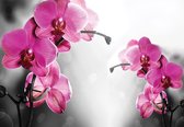 Fotobehang - Vlies Behang - Roze Orchideeën op een Zilveren Achtergrond - 312 x 219 cm