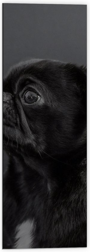 WallClassics - Dibond - Wegkijkende Zwarte Mopshond tegen Zwarte Achtergrond - 40x120 cm Foto op Aluminium (Met Ophangsysteem)