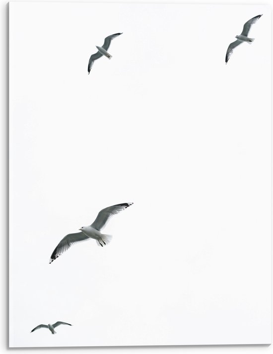 Acrylglas - Vier Meeuwen Vliegend in de Lucht - 30x40 cm Foto op Acrylglas (Wanddecoratie op Acrylaat)