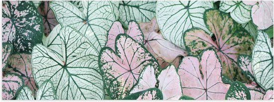 Poster (Mat) - Groene Bladeren van Plant met Paarse Details - 60x20 cm Foto op Posterpapier met een Matte look