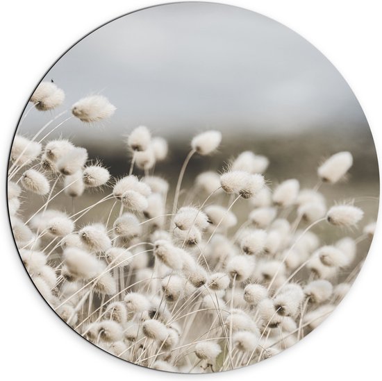 WallClassics - Dibond Muurcirkel - Witte Hazenstaart Planten - 70x70 cm Foto op Aluminium Muurcirkel (met ophangsysteem)