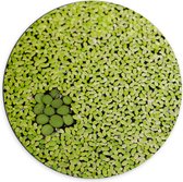 WallClassics - Dibond Muurcirkel - Hoopje Groene Waterplanten - 70x70 cm Foto op Aluminium Muurcirkel (met ophangsysteem)