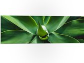 PVC Schuimplaat- Groene Bladeren van een Plant - 90x30 cm Foto op PVC Schuimplaat