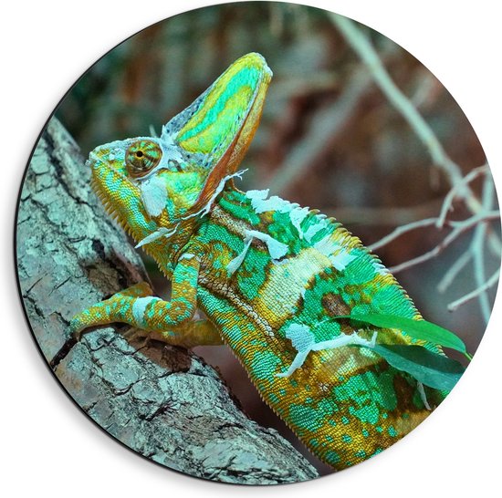 WallClassics - Dibond Muurcirkel - Jemenkameleon  in de Natuur - 40x40 cm Foto op Aluminium Muurcirkel (met ophangsysteem)
