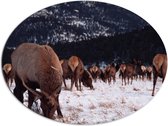 WallClassics - Dibond Ovaal - Kudde Herten in de Sneeuw - 96x72 cm Foto op Ovaal (Met Ophangsysteem)