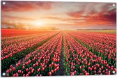 Tuinposter – Rijen Roodkleurige Tulpen in Bloemenveld in Nederland - 90x60 cm Foto op Tuinposter (wanddecoratie voor buiten en binnen)