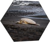 WallClassics - Dibond Hexagon - Schildpad liggend op het Strand - 70x60.9 cm Foto op Hexagon (Met Ophangsysteem)