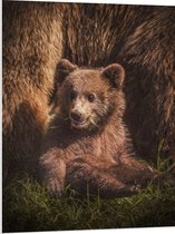 WallClassics - Panneau en mousse PVC – Bébé ours assis dans l'herbe avec sa mère – Photo 75 x 100 cm sur panneau en mousse PVC
